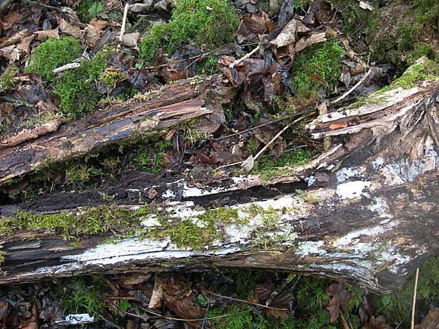 I Lignicoli delle zone igrofile